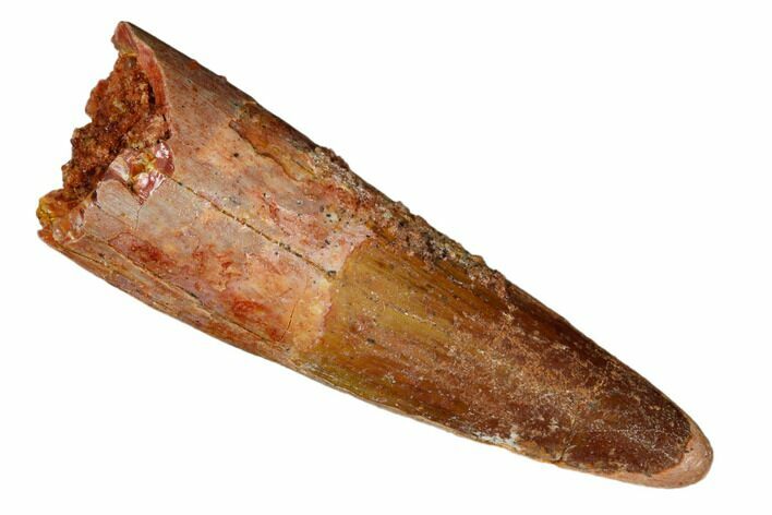 Spinosaurus Tooth - Real Dinosaur Tooth #186845